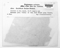 Aecidium inulae-helenii image